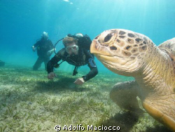 Green Turtle  and Divers by Adolfo Maciocco 